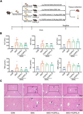 Quantitative proteomics reveals the protective effects of Yinchenzhufu decoction against cholestatic liver fibrosis in mice by inhibiting the PDGFRβ/PI3K/AKT pathway